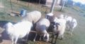 goats and sheep
