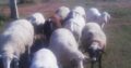goats and sheep