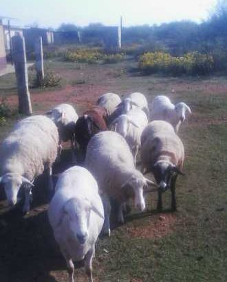 goats and sheep