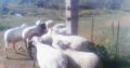goats and sheep
