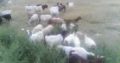goats and sheep