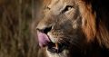 africa safaris and tours