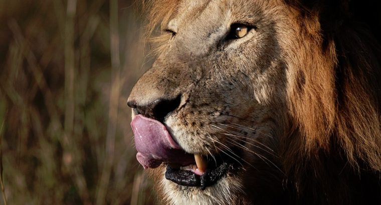 africa safaris and tours