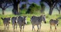 africa safaris and tours