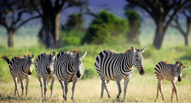 africa safaris and tours