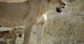 africa safaris and tours