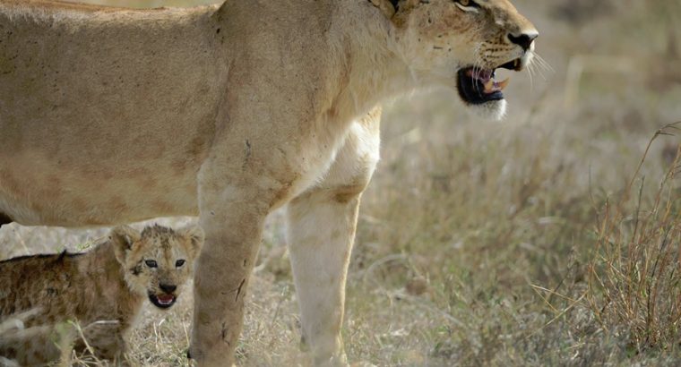 africa safaris and tours
