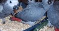 Baby and Mature African Grey parrots with eggs