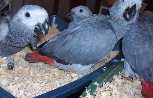 Baby and Mature African Grey parrots with eggs