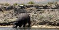 africa safaris and tours