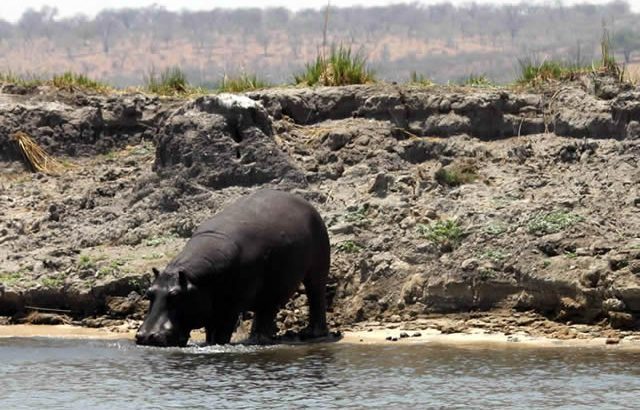 africa safaris and tours