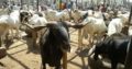 08060194876 COWS AND RAM. FOR SALE