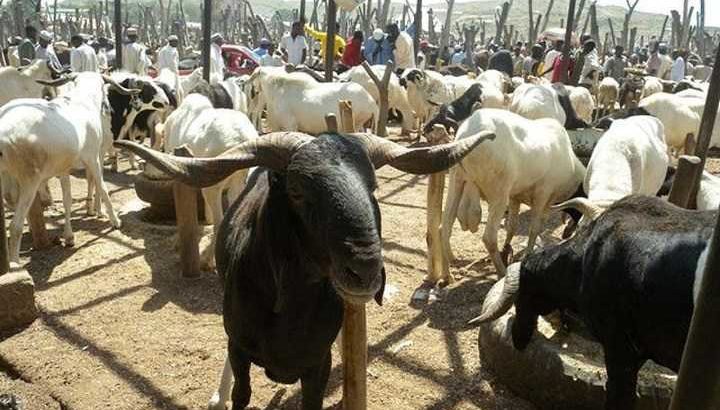 08060194876 COWS AND RAM. FOR SALE