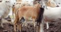 08060194876.HEALTHY LIVE COWS AND RAM FOR SALE
