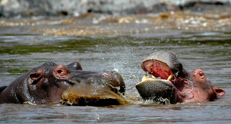 best african safari tours