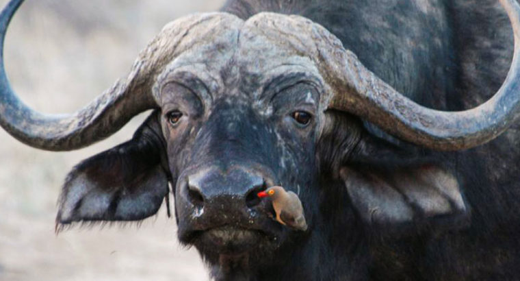 Uganda Safari | 7wonderssafaris.co.tz