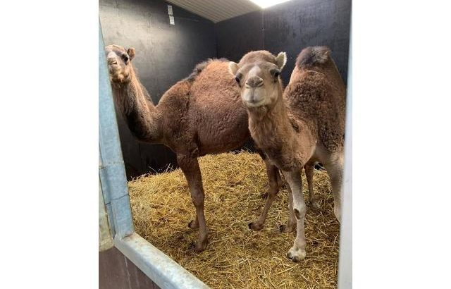 Camels for sale whatsapp +27734531381