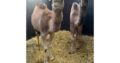 Camels for sale whatsapp +27734531381