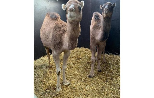 Camels for sale whatsapp +27734531381