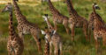 Uganda Safari | 7wonderssafaris.co.tz