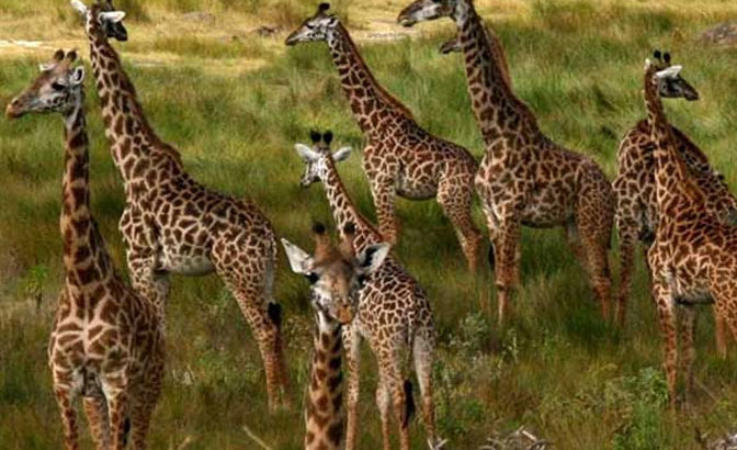 Uganda Safari | 7wonderssafaris.co.tz