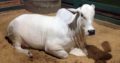 Healthy Bulls and Heifers