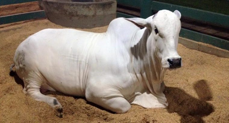 Healthy Bulls and Heifers