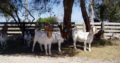 Best Price healthy Boer goat