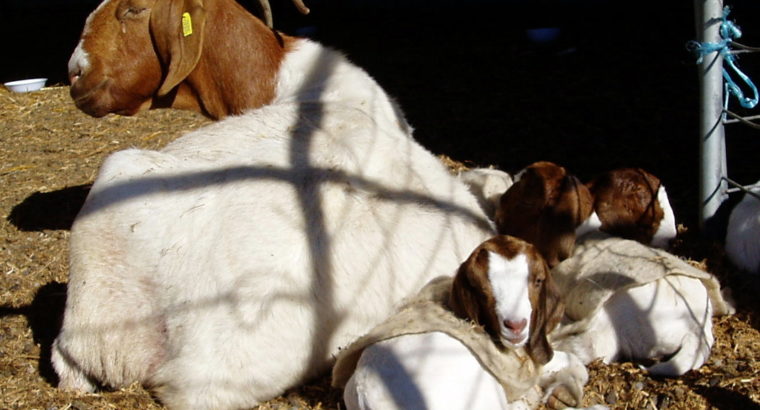 Best Price healthy Boer goat