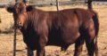 Suppliers Of Bonsmara Heifers And Bulls