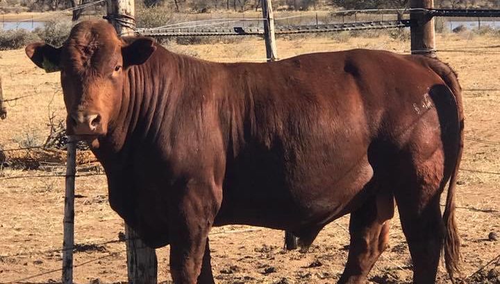 Suppliers Of Bonsmara Heifers And Bulls