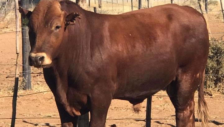 Healthy Bonsmara Bulls and Heifers