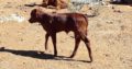 Order Cheap Bonsmara Calves From Farmers