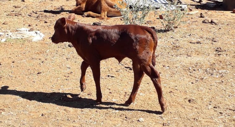 Order Cheap Bonsmara Calves From Farmers