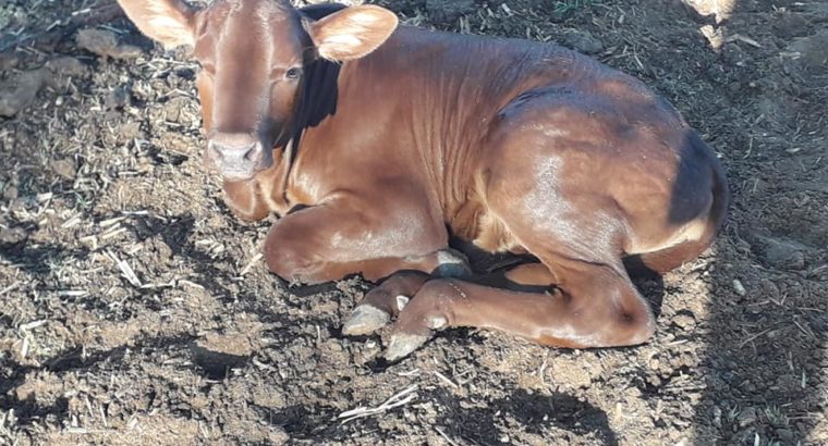 Cheap price Bonsmara and Nguni calves