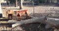 Cheap price Bonsmara and Nguni calves