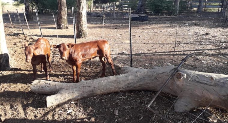 Buy cheap Bonsmara Calves Online