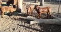 Best Price Healthy Bonsmara Calves