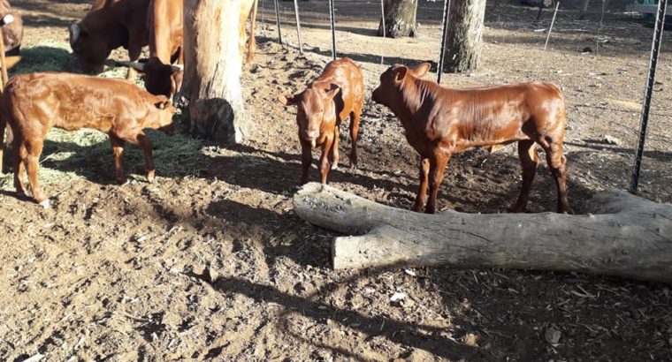 Best Price Healthy Bonsmara Calves