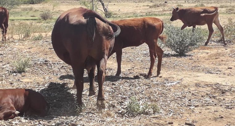 Available Bonsmara Cattle And Calves