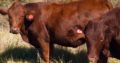 Healthy Bonsmara Bulls and Heifers