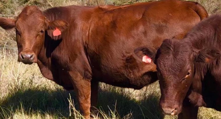 Healthy Bonsmara Bulls and Heifers