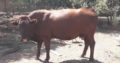 Suppliers Of Bonsmara Heifers And Bulls