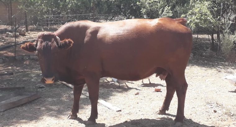 Suppliers Of Bonsmara Heifers And Bulls