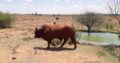 Bonsmara Cattle At Give Away Prices