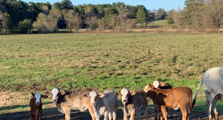 Cattles for Sale whatsapp +27734531381