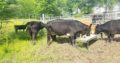 Cattles for Sale whatsapp +27734531381