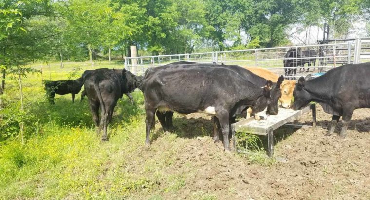 Cattles for Sale whatsapp +27734531381