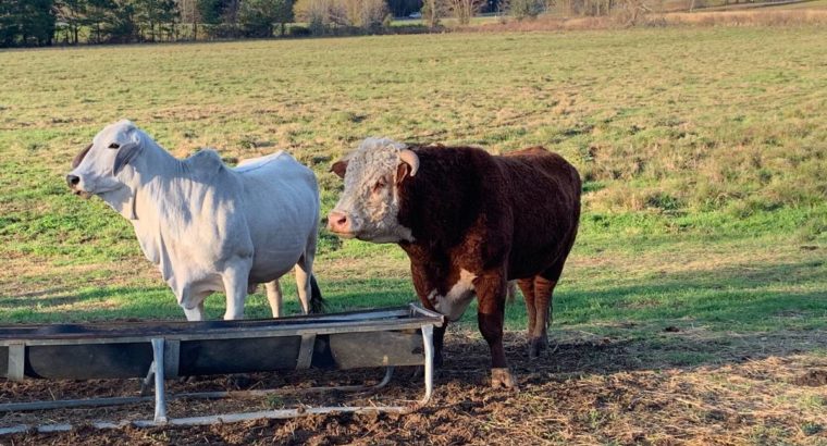Cattles for Sale whatsapp +27734531381