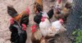 chickens for sale whatsapp +27734531381